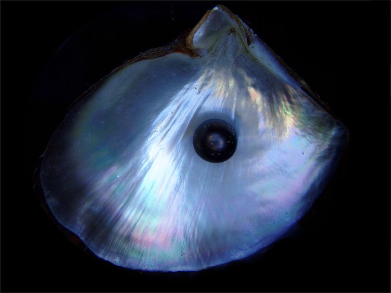 800px-black_pearl_and_his_shell.jpg